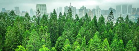 Végétaliser les villes n'est pas suffisant, il faut les rapprocher de la nature Une forêt avec une ville en fond