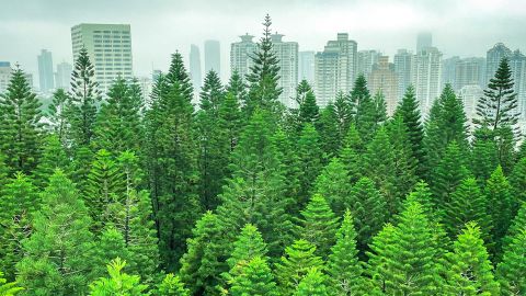 Une forêt avec une ville en fond
