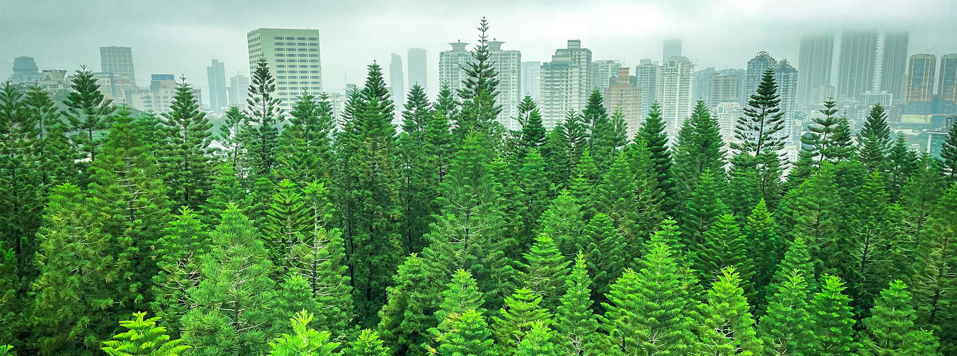 Végétaliser les villes n'est pas suffisant, il faut les rapprocher de la nature - L'ADN Une forêt avec une ville en fond