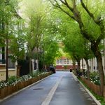 Une rue de Vincennes toute en verdure