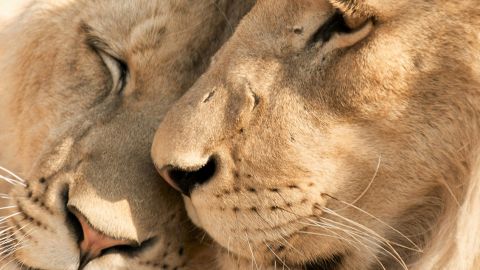 Les photos d'animaux en voie d’extinction sont trop souvent les mêmes...