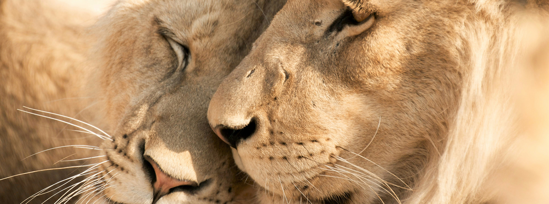 Les photos d'animaux en voie d’extinction sont trop souvent les mêmes... - L'ADN
