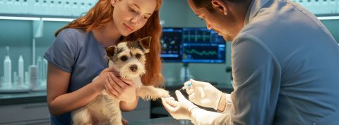 Les startups de test sanguins tentent de relancer la hype après le fiasco de Theranos Une jeune femme présente son chien pour un prélèvement de sang