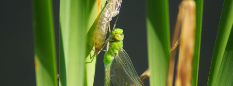 L'IA ne se meurt pas, elle mue - de la prédiction brute à l'intelligence vivante La mue d'une libellule