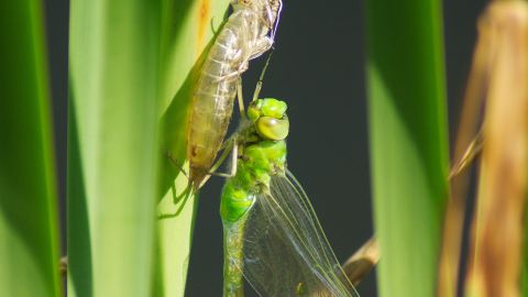 La mue d'une libellule