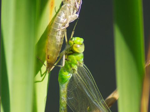 La mue d'une libellule