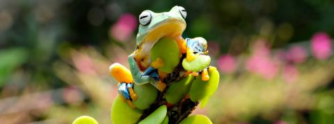 Après le carbone, le vivant : pour une écologie qui aille au-delà des bilans carbone Une grenouille multicolore