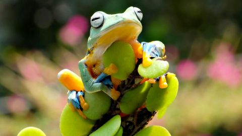 Une grenouille multicolore