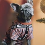 Un bouledogue avec un harnais Dior