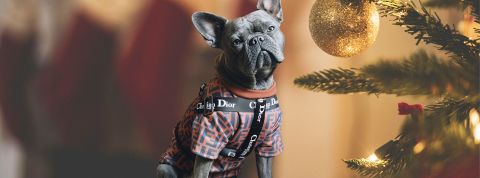 Un bouledogue avec un harnais Dior