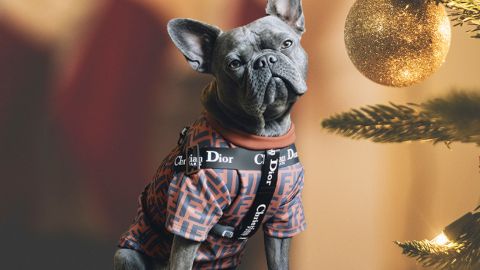Un bouledogue avec un harnais Dior