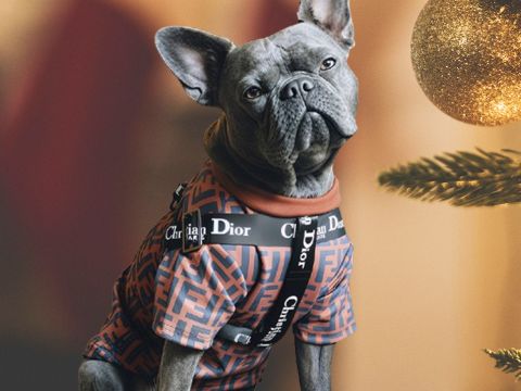 Un bouledogue avec un harnais Dior