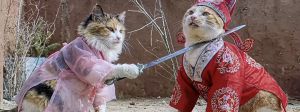 Une chatte met son épée sur le cou d'un chat, tous deux sont en costumes impériaux