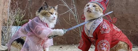Pourquoi le Web chinois est-il envahi de chats qui font des dramas ? Une chatte met son épée sur le cou d'un chat, tous deux sont en costumes impériaux