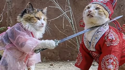 Une chatte met son épée sur le cou d'un chat, tous deux sont en costumes impériaux