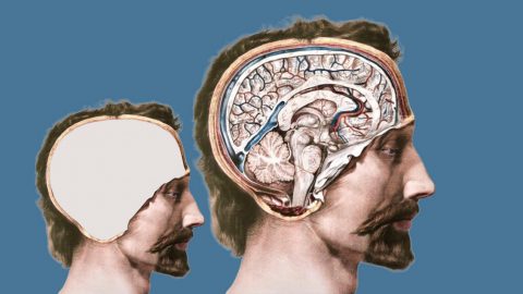 Sac d’organes et clone sans cerveau&nbsp;: le projet extrême des fous de la longévité