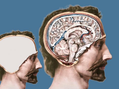 Sac d’organes et clone sans cerveau&nbsp;: le projet extrême des fous de la longévité