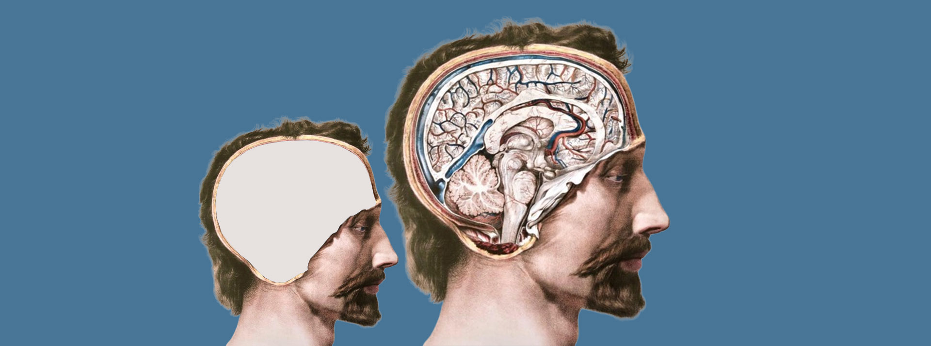 Sac d’organes et clone sans cerveau : le projet extrême des fous de la longévité - L'ADN