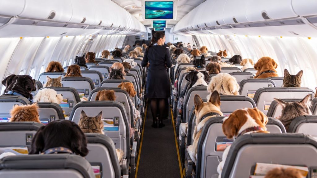 Flight attendant walking the aisle in a passenger airplane crowded with dogs in every seat.