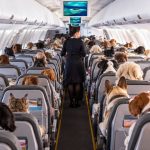 Flight attendant walking the aisle in a passenger airplane crowded with dogs in every seat.