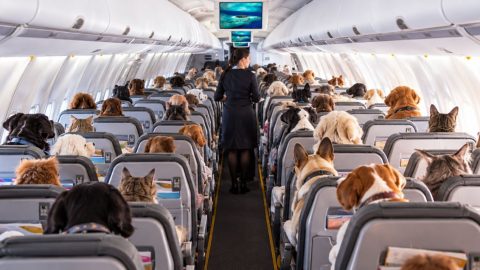 Flight attendant walking the aisle in a passenger airplane crowded with dogs in every seat.