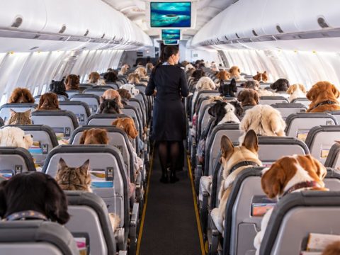 Flight attendant walking the aisle in a passenger airplane crowded with dogs in every seat.