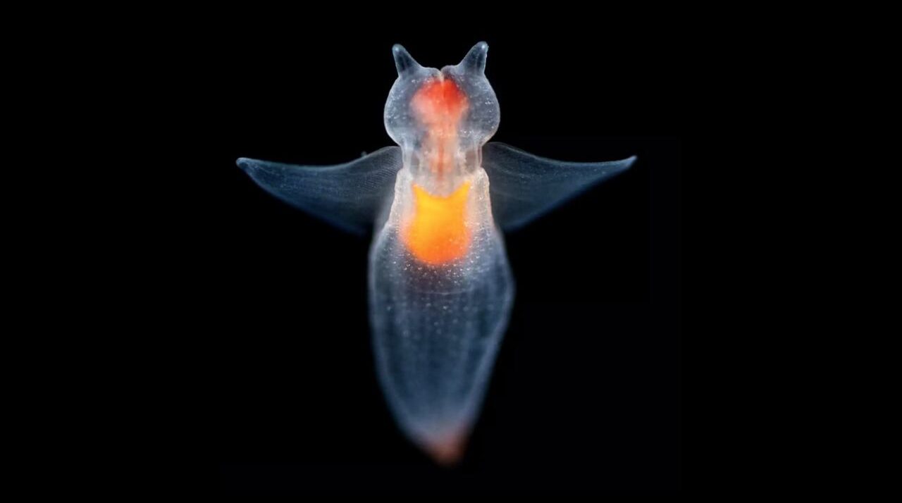 Créature sous marine luminescente