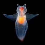 Créature sous marine luminescente