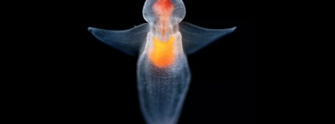 Créature sous marine luminescente