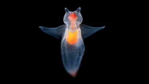 Créature sous marine luminescente