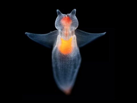 Créature sous marine luminescente