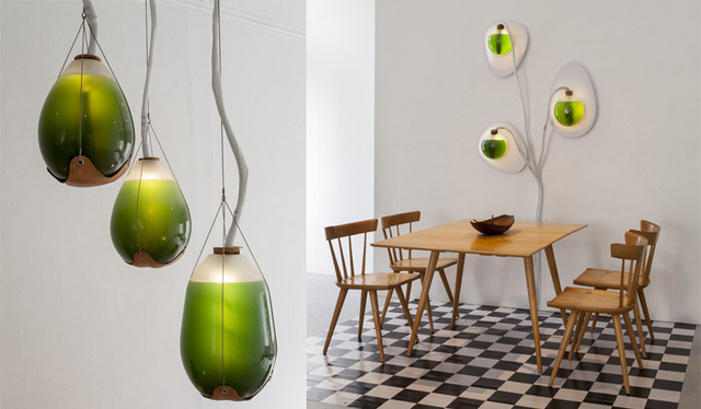 Algue -spiruline - Jacob Douenias - Ethan Frier - Living Things